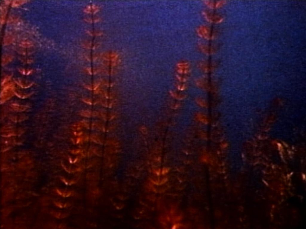 Image from Pond and Waterfall - film by Barbara Hammer
